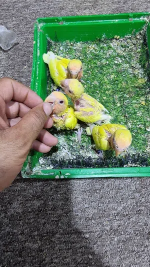 افراخ غندور روز تبزيري محجل بأسمي