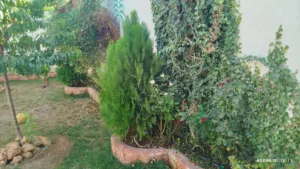 شادي الخضري 