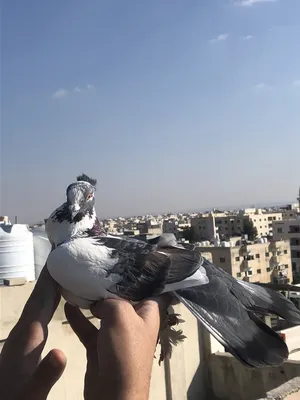 Pigeons1