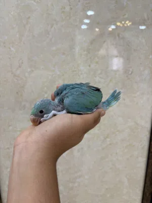 فرخ متو تركوازي