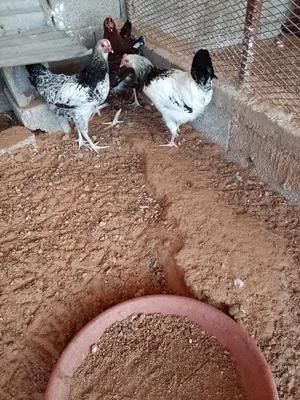 ‏دجاج‏4