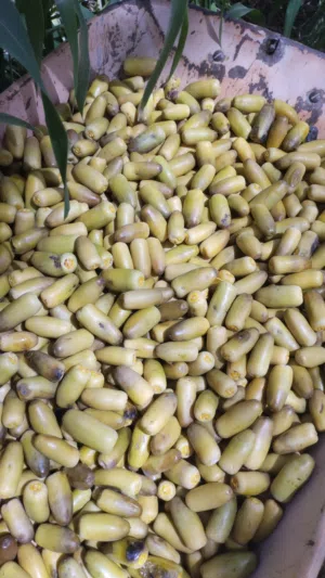 رطب نعال للبيع بسعر الجمله 4كيلو 3