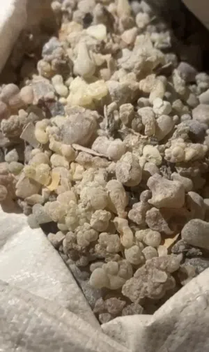 لبان عماني 100٪ من حاسك 20 كيلو