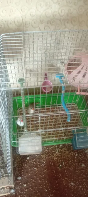 متاح بفضل الله  جوزين حب  وجوزين جنه