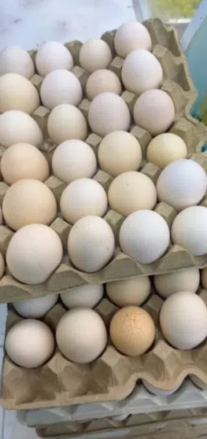 بيض بلدي مخصب
