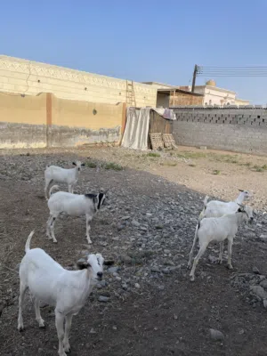 تيس صومالي