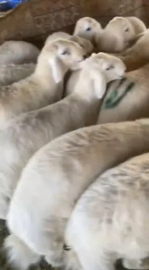 طليان حريات جبرة اعمارها من 6 اشهر سمان ناهيه