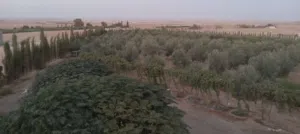 للاستثمار السريع 750م سكن ب في الحمام الغربي