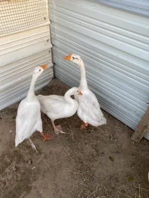 طيور إوز للبيع