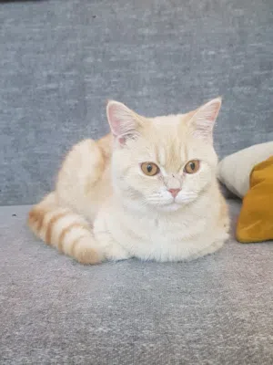 قط سكوتش للبيع