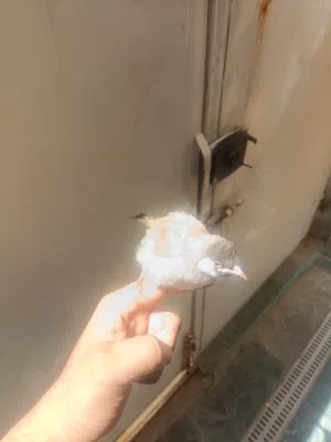 بلبل افراخ مال ابو الخصيب العمر شهر ونص شرط النظافه نجر وصحته زينه اليف طينه