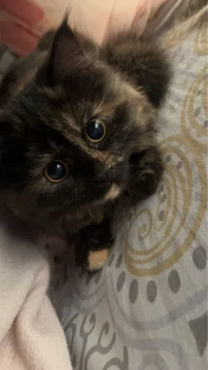 للتبني مع كل أغراضها، فيروز