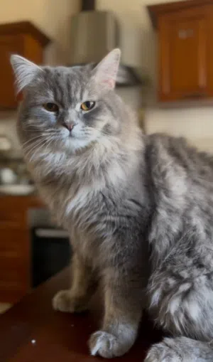 قط ذكر نوعه British Longhair – عمر 12 شهر – صحي وهادئ