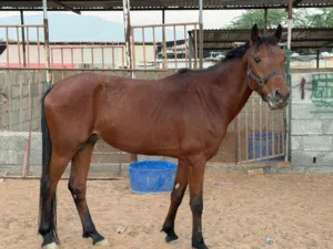 Arabian Horse Mix For Sale