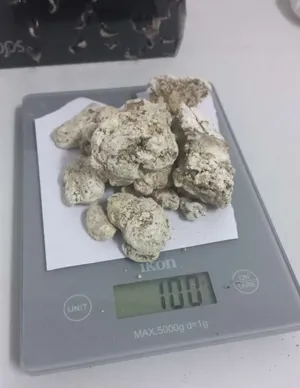 ‏عود ‏.‏ جديد‏1