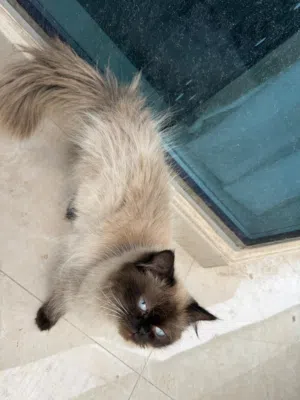 قطط جميلة للتبني