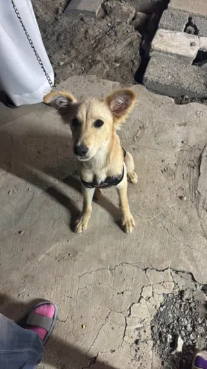 جلب لابرادور مهجن قولدن