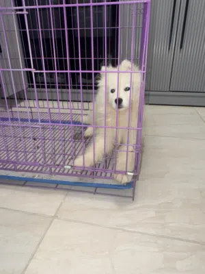 كلب سامويد عمر 50 يوم