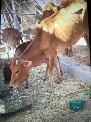 بقرة تحتها عجلة 280 و عجلة ما ولدة من قبل 175 و الكل 450 جملة