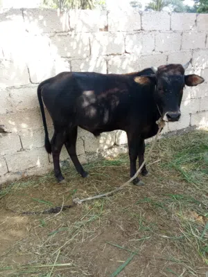 ثور عماني للبيع