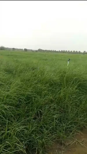 برايد حشيش للبيع