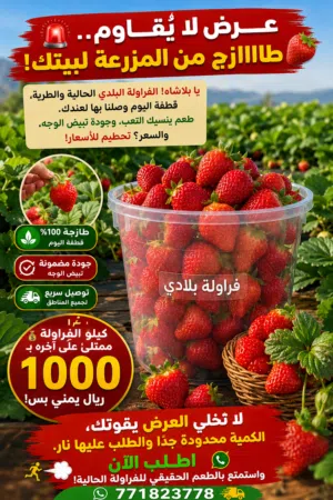 فراولة بلادي