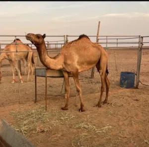 بكره ثنيه للبيع