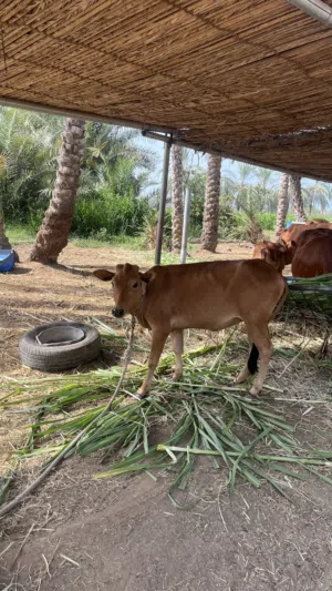 عجله للبيع