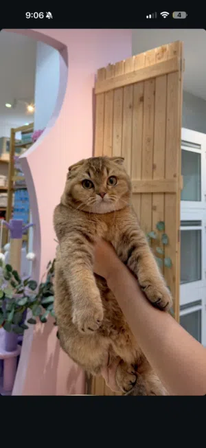 قط سكوتش فولد للبيع
