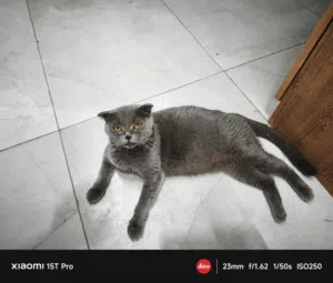 British shorthair