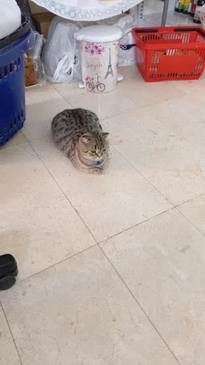 قطط سكوتش وشيرازي