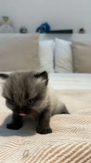 قطط شيرازي