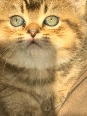 Exotic scotch fold kitten سكوتش فولد انثى مميز