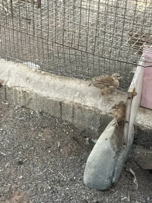 صفارد بكستاني