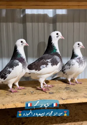 مطلوب حمام لاحم الوزان تابع الوصف