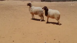 2فطايم ربي يبارك العمر 7شهور سليمات من اي عيب بادن الله