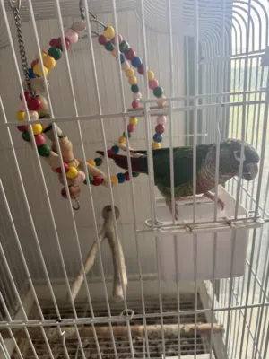 2 tamed conures