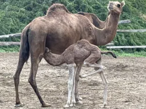 ناقه باطنيه مدني