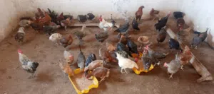 دجاج للبيع سعر 40دينار