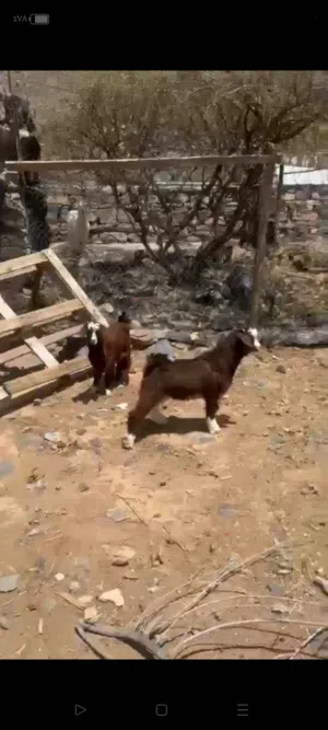 جدايه من حلال بني سعيد اصل