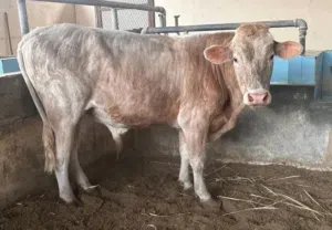 عجل دنمركي فحل