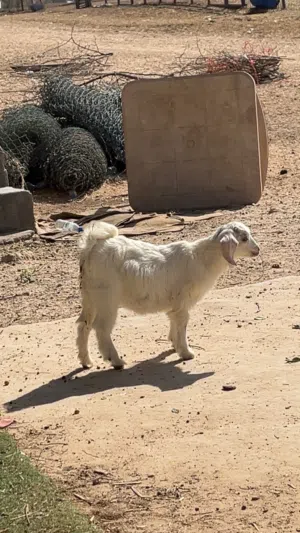 ماعز القزم صغير اللون ابيض و حنون والسعر 2500