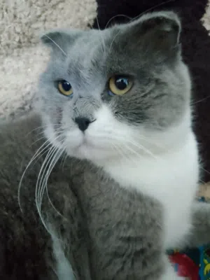 قط سكوتش فولد السعر قابل للتفاوض