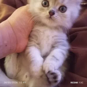 Scottish Fold cat with Shirley