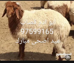 ابو ادم قصاب لذبح وتقصيص الذبائح
