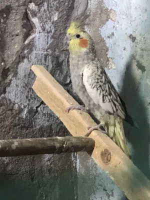 طيور كوكتيل اقرة الوصف