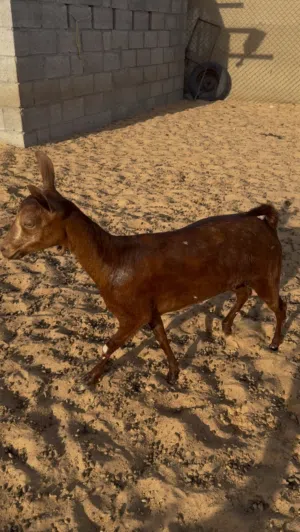شاة صلاليه بيور للبيع تصلح ذبيحه السن جذع