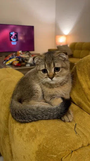 ذكر سكوتش فولد