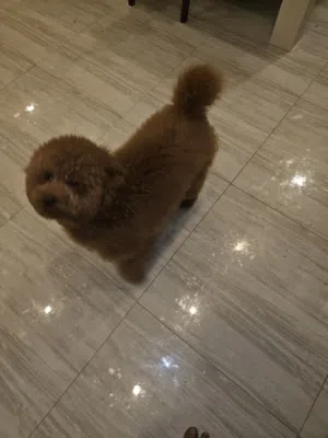 Poodle كلب للبيع