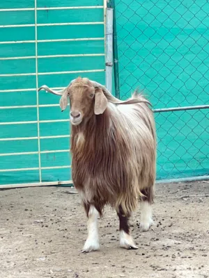 تيس جامودي فحل